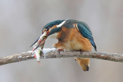 Common kingfisher (Alcedo atthis) working the fish on the snow-covered branch and killing it, Lower