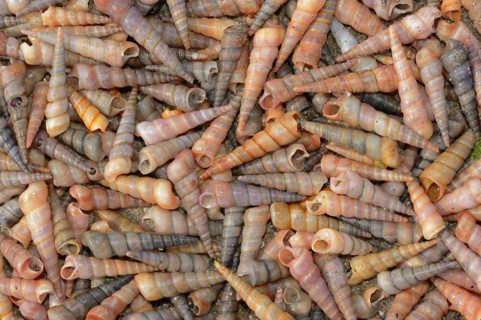 Common tower snail (Turritella communis) empty shells on the beach, Camargue, Provence, southern