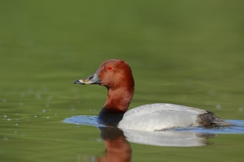 Common Pochard (Aythya ferina), male, Camargue, Provence, southern France