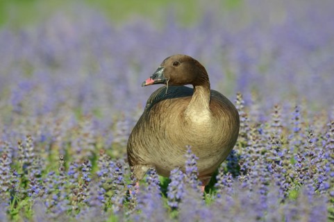 Pink-footed goose (Anser brachyrhynchus), captive, occurring in Greenland, Iceland and Svalbard