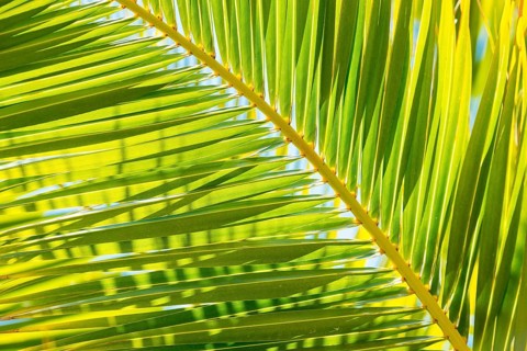 Sunlit palm leaf with shadow play of the leaf veins, cloudless blue sky in the background,