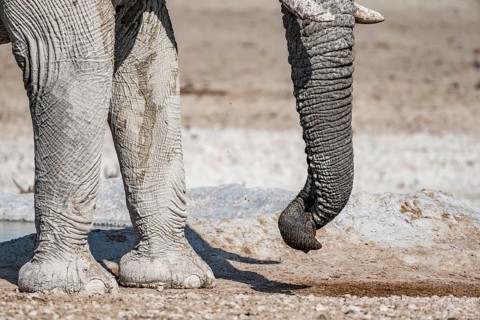 African elephant (Loxodonta africana), detail, twisted trunk, at a waterhole, Nebrowni Waterhole,