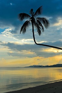 Silhouette of a coconut palm backlit against a colourful sky during a tropical sunset, Koh Samui,
