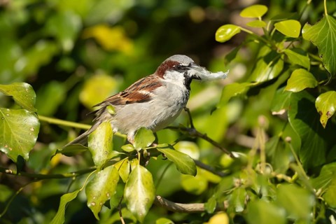 House sparrow (Passer domesticus) adult male bird with a feather in its beak for nesting material