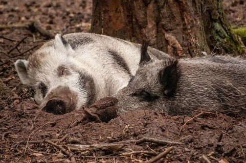 Two sleeping wild boar (Sus scrofa) captured in the animal park in Miedzyzdroje, Western Pomerania,