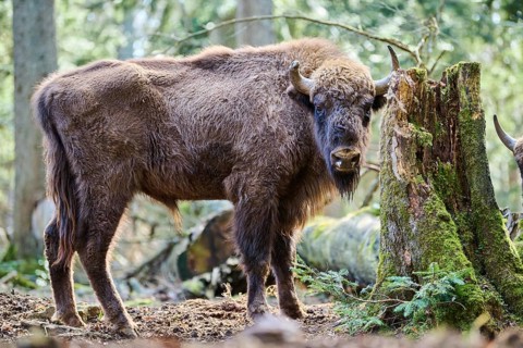 European bison (Bison bonasus) in a forest in spring, Bavarian Forest, Germany, Europe