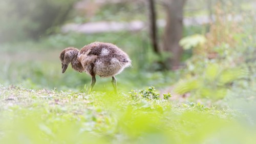 Nile goose chick (Alopochen aegyptiaca) standing, profile view, looking down, foreground green