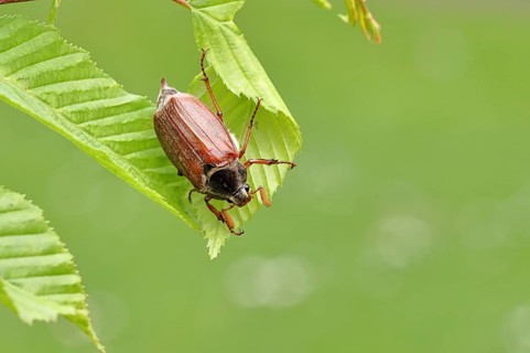 Wood cockchafer (Melolontha hippocastani), male, on leaves of a hornbeam (Carpinus betulus),