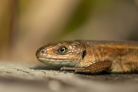 Common lizard (Zootoca vivipara) adult reptile basking on a wooden sleeper, England, United