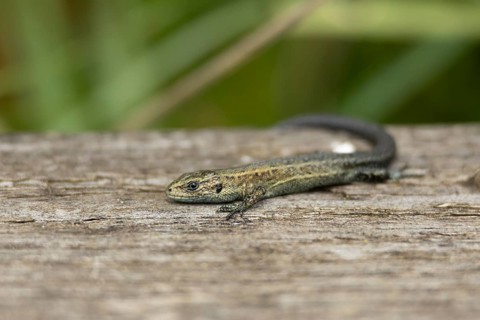 Common lizard (Zootoca vivipara) adult reptile basking on a wooden sleeper, England, United
