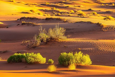 Wind-sculpted sand structure with green vegetation, in the Rub al Khali desert, Dhofar province,