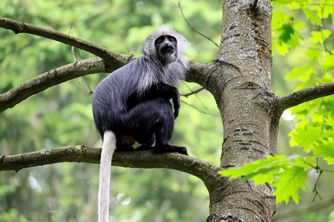 White-bearded snub-nosed monkey (Colobus polykomos), adult, sitting, on tree, foraging, alert