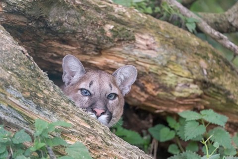 One young adult female cougar, Puma concolor, portrait between the branches of a fallen tree