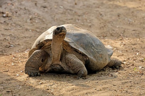 Galapagos giant tortoise (Chelonoidis niger), adult, foraging, captive, Galapagos Islands, Ecuador,