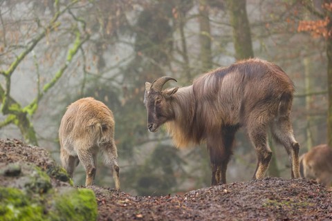 A male and a female Himalayan Tahr (Hemitragus jemlahicus) stand in the forest on a foggy day