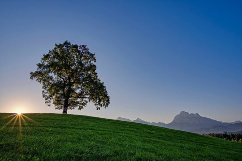Single English oak (Quercus robur), near Fuessen, behind it the Saeuling, 2047m, Ostallgaeu,