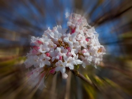 Fragrant snowball, snowball (Viburnum farreri), zoom effect