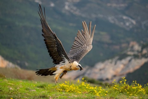 Bearded Vulture (Gypaetus barbatus) adult bird in flight with mountains in the backround, Pyrenees,