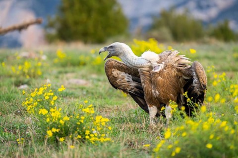 Griffon Vulture (Gyps fulvus) sitting on a flowering meadow in autumn, Pyrenees, Catalonia, Spain,