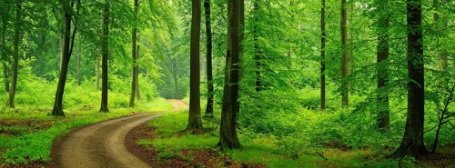 Hiking trail through green beech forest to the Heilige Hallen, natural forest reserve in the