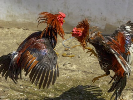 Cockfight, Rantepao, Tana Toraja, Sulawesi, Indonesia, Asia