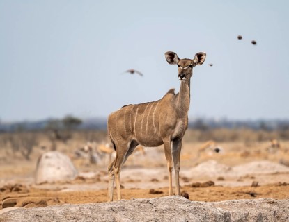 Greater kudu (Tragelaphus strepsiceros), adult female, Nxai Pan National Park, Botswana, Africa
