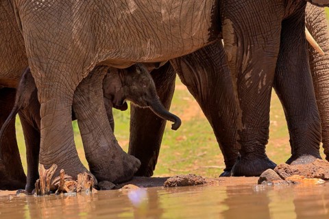 African elephant (Loxodonta africana), young animal, calf, baby elephant, mother, young animal with