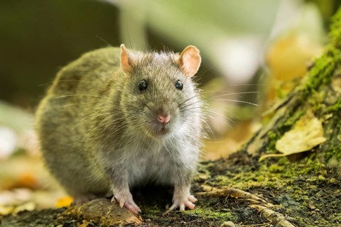 A Norway rat (Rattus norvegicus) sitting on the ground in the forest, surrounded by moss and
