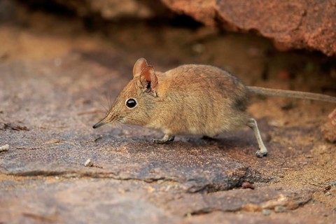 Short-eared elephant shrew, (Macroscelides probosideus), adult, foraging, Mountain Zebra National
