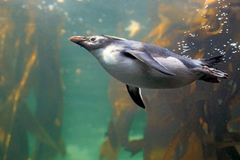 Rockhopper penguin (Eudyptes chrysocome), adult, in water, swimming, South Africa, Africa