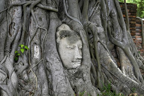 Sandstone Buddha head at the foot of a Bodhi tree in Wat Mahathat, Temple of the Great and Holy
