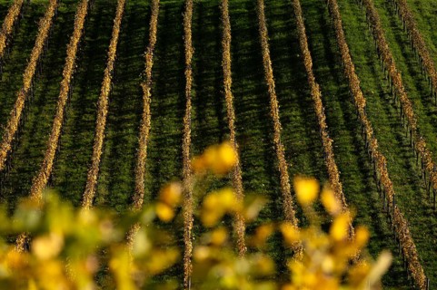 vineyard, vines, grapevines, winegrowing, autumn colouring, autumn, graphic, Strümpfelbach,