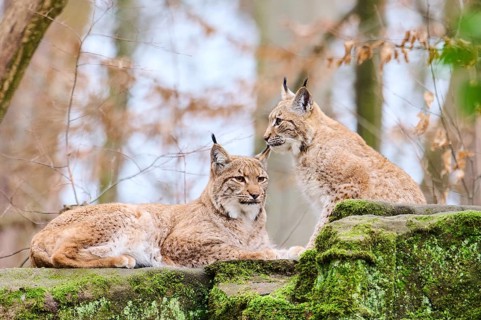 Eurasian lynx (Lynx lynx) mother with her youngster lying on a rock, Bavaria, Germany, Europe