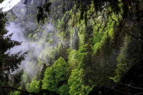 Dense coniferous forest in the mountains with a light mist that emphasises the lush green tones of