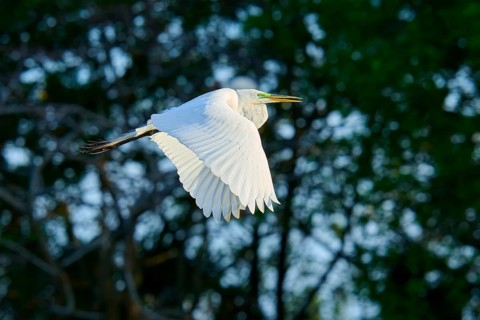 Great Egret (Ardea alba), fly, spring, Wakodahatchee Wetlands, Delray Beach, Florida, USA, North