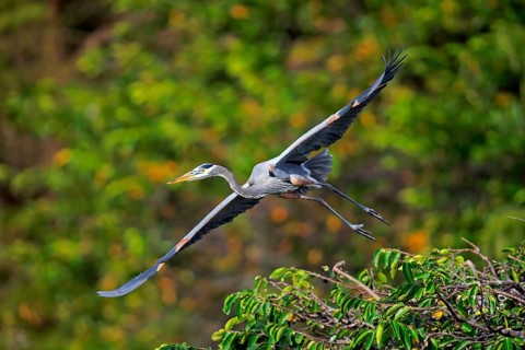 Canada Heron (Ardea herodias), adult flying, Wakodahatchee Wetlands, Delray Beach, Florida, USA,