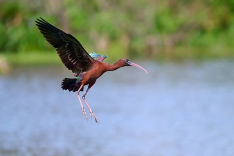 Glossy ibis, (Plegadis falcinellus), flying near a lake, Wakodahatchee Wetlands, Delray Beach,