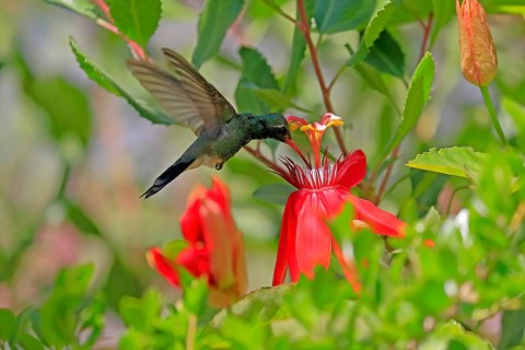 Broad-billed hummingbird (Cynanthus latirostris), adult, male, flying, on flower, foraging, Sonoran