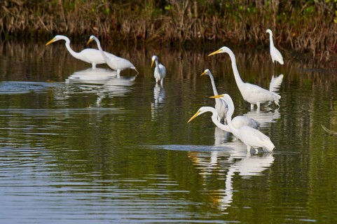 Great Egret (Egretta alba), group standing in a calm body of water surrounded by green vegetation,