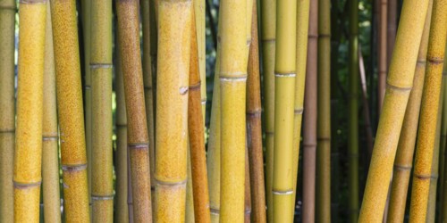 Rough yellow bamboo, Phyllostachys aureosulcata, Lake Constance region, Baden-Württemberg, Germany,