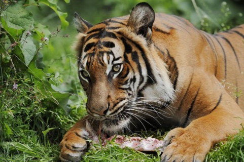 Sumatran tiger (Panthera tigris sumatrae), feeding, captive, occurring on Sumatra, Indonesia, Asia