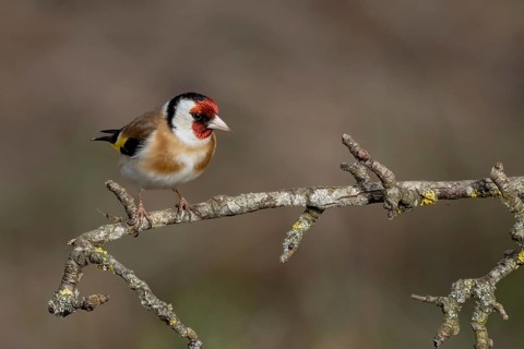 European goldfinch (Carduelis carduelis) sitting on a deadwood branch, Austria, Upper Austria,