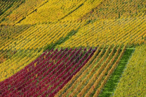 Vineyards in autumn, Rotenberg, Stuttgart, Baden-Württemberg, Germany, Europe