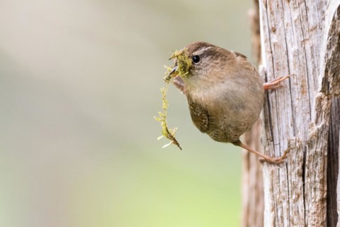 Eurasian wren (Troglodytes troglodytes) holding green moss, nesting material, in its beak and