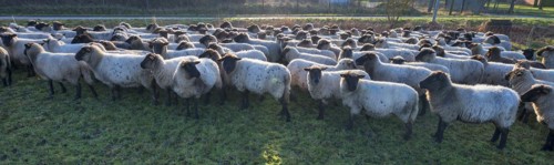 Black-headed domestic sheep (Ovis gmelini aries) on the pasture in the early morning backlit,