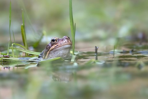 Common frog (Rana temporaria) in spawning waters, Austria, Upper Austria, Europe
