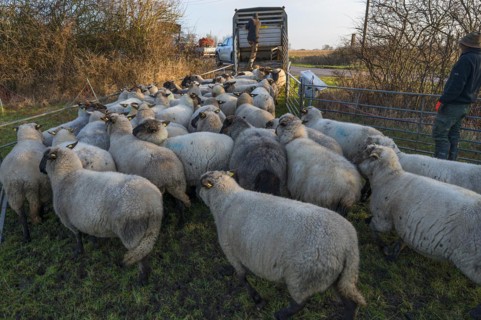 Black-headed domestic sheep (Ovis gmelini aries) being loaded onto a double-decker cattle trailer,