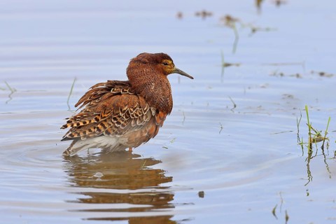 Ruff (Philomachus pugnax), adult male in splendid plumage with erect ruff, courtship display,