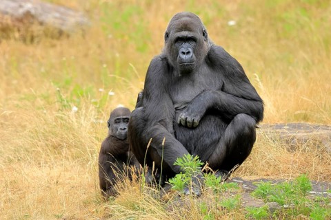 Western gorilla (Gorilla gorilla), adult, female, with young, sitting, on ground