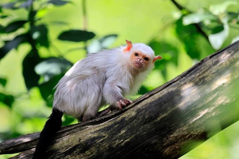 Silver marmoset (Mico argentatus, Syn.: Callithrix argentata), silver marmoset, adult, tree trunk,